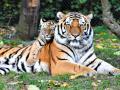 महाराष्ट्रातील वाघांचे ‘डिमोशन’; राज्य शासनाचे दुर्लक्ष - Marathi News | 'Demotion' of tigers in Maharashtra; Neglect of the State Govt | Latest amravati News at Lokmat.com