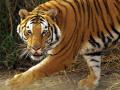 नरभक्षक वाघिणीला पुन्हा आठवडाभर जीवनदान - Marathi News | Maneater tigress again got one week life | Latest nagpur News at Lokmat.com