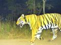 धोके दुर केल्यानंतर ज्ञानगंगा अभयारण्यात सोडणार वाघीण! - Marathi News | Tigress will Enter in Gyanganga Sanctuary after removing dangers! | Latest buldhana News at Lokmat.com