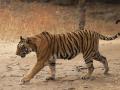 टी-१ वाघिणीला ठार मारण्याच्या आदेशाला आव्हान - Marathi News | Challenge the order to kill T-1 Tigress | Latest nagpur News at Lokmat.com