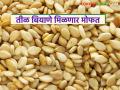 Mofat Til Biyane : शेतकऱ्यांनो, महाडीबीटीवर अर्ज करा अन् मोफत मिळवा उन्हाळी तीळ बियाणे वाचा सविस्तर - Marathi News | latest news Mofat Til Biyane: Farmers, apply for MahaDBT and get free summer sesame seeds Read in detail | Latest agriculture News at Lokmat.com