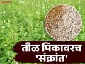 Til Crop : बदलत्या हवामानाचा फटका; तिळ पिकावर 'संक्रांत' वाचा सविस्तर - Marathi News | latest news Til Crop: Impact of changing weather; Read 'Sankrant' on sesame crop in detail | Latest agriculture News at Lokmat.com