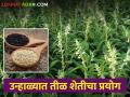 Sesame Farming : उन्हाळ्यात तीळ पिकाला शेतकऱ्याची पसंती, एकरी तीन क्विंटलचे उत्पादन - Marathi News | Latest News trend towards summer sesame farming has increased in wardha district | Latest agriculture News at Lokmat.com