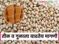 sesame jaggery Market : तीळ गुळ आताच घेऊन ठेवा; दर वाढण्याची शक्यता! वाचा सविस्तर - Marathi News | Sesame and jaggery Market: Buy sesame and jaggery now; Price likely to increase! Read in detail | Latest agriculture News at Lokmat.com