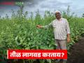 Sesame farming : तीळ पिकाची लागवड करताय, नवीन शेतकऱ्यांसाठी संपूर्ण तीळ लागवड तंत्रज्ञान - Marathi News | Latest news til farming complete sesame cultivation technology for new farmers | Latest agriculture News at Lokmat.com