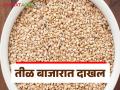 Til Bajar Bhav : बाजारात तीळाची आवक वाढतेय; असा मिळतोय भाव ते वाचा सविस्तर - Marathi News | Til Bajar Bhav : Inflow of sesame in the market is increasing; Read the price in detail | Latest agriculture News at Lokmat.com