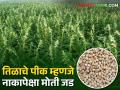 आमदनी अठ्ठन्नी खर्चा रुपया; यावर्षी शेतकऱ्यांना तिळाचे उत्पादन घेणे म्हणजे नाकापेक्षा मोती जड! - Marathi News | Income low Expenditure high; This year, getting the sesame seeds for the farmers means pearls are heavier than noses! | Latest agriculture News at Lokmat.com