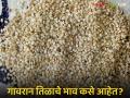 मकर संक्राती आली, गावरान तीळ, तिळाच्या लाडूचे दर कसे आहेत, वाचा सविस्तर  - Marathi News | Latest news Makar Sankranti gavran til what are the prices of Gavran sesame seeds, read in detail | Latest agriculture News at Lokmat.com