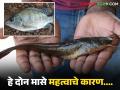 हे दोन मासे अत्यंत महत्वाचे, एकावर बंदी तर दुसरा अतिशय लोकप्रिय, जाणून घ्या सविस्तर  - Marathi News | Latest News Fish farming Information about foreign Magur and Tilapia fish | Latest agriculture News at Lokmat.com