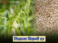 Till Market : तिळाने गाठला विक्रमी दर; यवतमाळात प्रतिक्विंटल इतक्या हजारांचा टप्पा पार! - Marathi News | latest news Till Market: Sesame reaches record price; crosses the thousand mark per quintal in Yavatmal! | Latest agriculture News at Lokmat.com