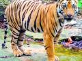 दीड हजार किमीचा प्रवास करून 'तो' वाघ आता परतीच्या वाटेवर  - Marathi News | That tiger is now on its way back, traveling 1,500 km | Latest nagpur News at Lokmat.com
