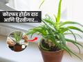 सुकलेली कोरफडही होईल हिरवीगार! कुंडीतल्या मातीत करा छोटा बदल - १५ दिवसांत पानात भरेल दुपटीने गर... - Marathi News | tips and tricks for aloe vera plant fast growth how to grow aloe vera faster at home aloe vera plant fast growth hacks | Latest sakhi News at Lokmat.com