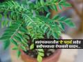सुकलेल्या कडीपत्त्याचे रोप पुन्हा बहरणार! स्वयंपाकघरातील 'हे' पदार्थ आहेत खास - पाने हिरवीगार, रोप वाढेल जोमाने... - Marathi News | tips and tricks how to keep curry leaf plant green healthy at home easy household remedies for curry leaf plant how to keep curry leaf plant green and healthy | Latest sakhi News at Lokmat.com