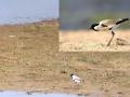 आनंदाची बातमी! नवेगावबांध परिसरात दुर्मिळ नदी टिटवीची नोंद - Marathi News | Rare River Lapwing recorded in Navegaon bandh area in gondia district | Latest gondia News at Lokmat.com