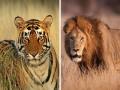 खरंच, २०२६ पर्यंत जंगलात वाघ, सिंह दिसणार नाहीत ? - Marathi News | tigers and lions will not be seen in the forest by 2026? | Latest nagpur News at Lokmat.com