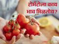 Tomato Market : पुणे, नागपूर बाजारात टोमॅटोला काय भाव मिळाला? वाचा आजचे बाजारभाव  - Marathi News | Latest News Todays Market price of tomato in Pune, Nagpur market Read details | Latest agriculture News at Lokmat.com