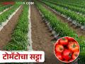गेल्या वर्षी टोमॅटोचे दर गगनाला भिडल्याने यंदा लागवडीची लगबग - Marathi News | Last year the price of tomatoes hike, this year there is start early planting | Latest agriculture News at Lokmat.com