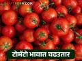 Tomato Bajar Bhav : टोमॅटोच्या बाजारभावात चढउतार, आवक होतेय कमी; कसे राहतील दर? - Marathi News | Tomato Bajar Bhav : Fluctuations in tomato market prices, low arrivals; How will the prices stay? | Latest agriculture News at Lokmat.com