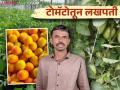 Young Farmer Success Story: टोमॅटो पिकामध्ये एकरी ३९ टनाचे विक्रमी उत्पादन घेत रणजितने कमविले तब्बल १५ लाख - Marathi News | Young Farmer Success Story: Ranjith earned 15 lakhs in the tomato crop with a record yield of 39 tones per acre | Latest agriculture News at Lokmat.com