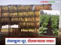 Tobacco Farming : महिलांना रोजगार, शेतकऱ्यांना नफा; तंबाखू लागवडीचा संघर्षमय प्रवास वाचा सविस्तर - Marathi News | latest news Tobacco Farming: Employment for women, profit for farmers; Read the struggle journey of tobacco cultivation in detail | Latest agriculture News at Lokmat.com