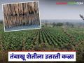 Tobacco Farming Crisis : तंबाखू शेतीला उतरती कळा; काय आहेत कारणे? वाचा सविस्तर - Marathi News | latest news Tobacco Farming Crisis: Tobacco farming is on the decline; What are the reasons? Read in detail | Latest agriculture News at Lokmat.com