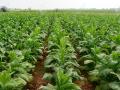 जीवघेणी तंबाकू, जीवही वाचवेल? - Marathi News | Deadly tobacco, will save lives? | Latest international News at Lokmat.com