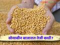 Soybean Market Rate : सोयाबीन उत्पादक शेतकऱ्यांना दर वाढीची प्रतीक्षा लागून; मात्र बाजारात हमीभाव सुद्धा दिसेना - Marathi News | Soybean Market Rate: Soybean farmers waiting for rate hike; But there was no guaranteed price in the market | Latest agriculture News at Lokmat.com