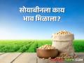 Soyabean Bajarbhav :अमरावती, अमळनेर, गेवराई बाजारात सोयाबीनला काय भाव मिळाला? वाचा आजचे बाजारभाव - Marathi News | Latest News Todays Soyabean bajarbhav in amravati, amlaner market yard check here | Latest agriculture News at Lokmat.com