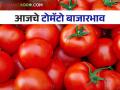Tomato Market : राज्यात पुणे येथे आज सर्वाधिक टोमॅटो आवक; वाचा आजचे बाजारभाव - Marathi News | Tomato Market: Highest tomato arrival in Pune in the state today; Read today's market prices | Latest agriculture News at Lokmat.com