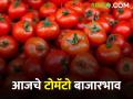 Tomato Market आज राज्यात एकूण ३३३८ क्विंटल टोमॅटोची आवक; वाचा काय मिळाला दर - Marathi News | Tomato Market Total arrival of 3338 quintal tomatoes in the state today; Read what you got | Latest agriculture News at Lokmat.com