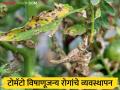 Tomato Farming : टोमॅटोवर मिश्र वातावरणाचा परिणाम, विषाणूजन्य रोगांचा बंदोबस्त कसा कराल?  - Marathi News | Latest news Tomato Farming How to control effects of mixed climate on tomatoes, viral diseases | Latest agriculture News at Lokmat.com
