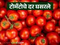 Tomato Market : टोमॅटो बाजारात 16 टक्क्यांनी घट, काय दर मिळतोय, वाचा सविस्तर  - Marathi News | Latest News Tomato market Current price down 16 percent compared to last week | Latest agriculture News at Lokmat.com