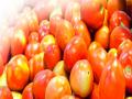 टोमॅटो सर्वसामान्यांच्या आवाक्याबाहेर : दर ६० रुपये किलो - Marathi News | Tomatoes are out of the reach of the ordinary 60 rupees per kg rate | Latest pune News at Lokmat.com
