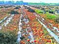 टोमॅटोबाग शेतातच टाकली उपटून - Marathi News | Tomato bag poured into the field | Latest pimpri-chinchwad News at Lokmat.com
