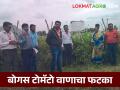 Bogus Tomato Seed : फळधारणा, फुलधारणा अत्यल्प, बागलाणच्या शेतकऱ्यांना बोगस टोमॅटो वाणाचा फटका  - Marathi News | Latest News Fruit bearing, flower bearing is very low, bogus tomato seed impact on farmers  | Latest agriculture News at Lokmat.com