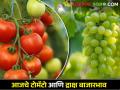 टोमॅटो आणि द्राक्षाला काय बाजारभाव मिळाला? आजचे बाजारभाव  - Marathi News | Latest News Todays tomatoes and grapes market price in maharshtra see details | Latest agriculture News at Lokmat.com
