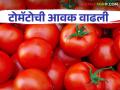 Tomato Market : पिंपळगाव बसवंत बाजारात टोमॅटोची पावणेदोन लाख कॅरेटची आवक, काय भाव मिळाला?  - Marathi News | Latest news Tomato Market Pimpalgaon Baswant market received two lakh carats tomatoes, see market price | Latest agriculture News at Lokmat.com