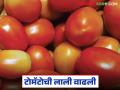 एका आठवड्यात टोमॅटोचे दर दुप्पट; वाचा मुंबई बाजार समितीत कसा मिळतोय दर? - Marathi News | Tomato prices double in a week; Read how the price is being determined in the Mumbai Market Committee? | Latest agriculture News at Lokmat.com