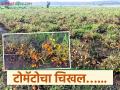 Tomato Damage : अवकाळी पावसाने स्वप्नांची राख; टोमॅटो उत्पादकांचे लाखो रुपयांचे नुकसान वाचा सविस्तर - Marathi News | latest news Tomato Damage: Dreams shattered by unseasonal rains; Tomato growers suffer losses worth lakhs of rupees Read in detail | Latest agriculture News at Lokmat.com