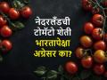 भारताच्या तुलनेत प्रतिकूल हवामान असूनही नेदरलँडची टोमॅटो शेती पुढारलेली कशी? - Marathi News | How tomato farming in the Netherlands advanced despite the unfavourable climate compared to India? | Latest agriculture News at Lokmat.com