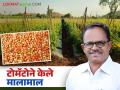 एकरात ५० टन टोमॅटो, निव्वळ नफा ६ लाखांवर; वाचा शहापूरचा शेतकरी कसा करतो टोमॅटोची शेती? - Marathi News | 50 tons of tomatoes per acre, net profit of 6 lakhs; Read how a farmer from Shahapur cultivates tomatoes? | Latest agriculture News at Lokmat.com