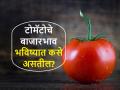 Tomato Market Price: आवक घटल्याने टोमॅटोला चढली लाली, आगामी काळात वाढतील का भाव? - Marathi News | Tomato market price, know the future price of tomato in apmc | Latest agriculture News at Lokmat.com