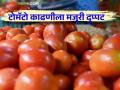 Tomato Harvesting : टोमॅटो कॅरेटला मिळणाऱ्या भावापेक्षा काढणीची मजुरी दुप्पट, वाचा सविस्तर  - Marathi News | Latest News Tomato Harvesting Harvesting rates double price of tomato carrots, read more  | Latest agriculture News at Lokmat.com
