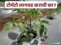 टोमॅटोचे बाजारभाव उतरले तरीही शेतकरी उन्हाळी टोमॅटोची लागवड का करतायत? काय असेल कारण? - Marathi News | Why are farmers cultivating summer tomatoes even though the market price of tomatoes has fallen? What could be the reason? | Latest agriculture News at Lokmat.com