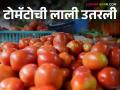 Tomato Market : टोमॅटोची आवक वाढली, आज पुणे, कोल्हापूर बाजारात काय भाव मिळाला?  - Marathi News | Latest News Todays Todays tomato market price in market yard check here details | Latest agriculture News at Lokmat.com