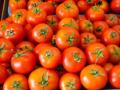 टोमॅटोचे दर पुन्हा कमी होणार! केंद्र सरकारने दिला मोठा दिलासा - Marathi News | tomato prices will cool down in next 15 days says government check latest update | Latest business News at Lokmat.com