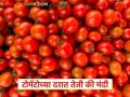 Tomato Market: बाजारपेठेत टोमॅटोचे दर गडगडले; जाणून घ्या काय आहे कारण - Marathi News | Tomato Market: latest news Tomato prices have plummeted in the market; know the reason | Latest agriculture News at Lokmat.com