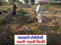 Tomato Market : पावसाने टोमॅटोची 'लाली' फिकी; भाव घसरले अर्ध्यावर! - Marathi News | latest news Tomato Market: Rain has faded the 'redness' of tomatoes; prices have fallen by half! | Latest agriculture News at Lokmat.com