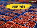 Tomato Market टोमॅटोला दहा किलोस मिळतोय इतका बाजारभाव - Marathi News | Tomato Market: How much get the market price of tomatoes is 10 kg | Latest agriculture News at Lokmat.com