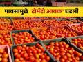 Tomato Market राज्यात सुरू असलेल्या पावसामुळे टोमॅटो आवक घटली; वाचा आजचे टोमॅटो बाजारदर - Marathi News | Tomato Market Due to ongoing rains in the state, tomato arrivals decreased; Read today's tomato market rates | Latest agriculture News at Lokmat.com